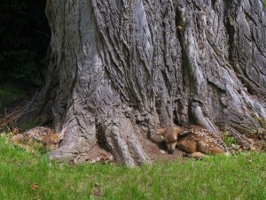 The twins in the arms of the cottonwood