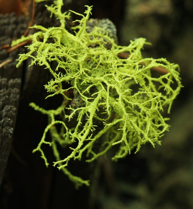 I'm liking this lichen. This type of lichen is always this vivid green.