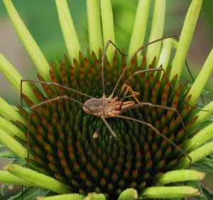 Daddy long legs on a echinacea flower