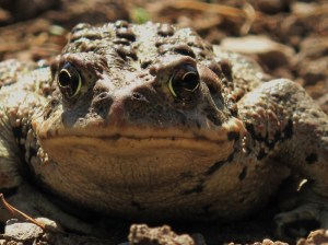 This toad lived in the rock garden