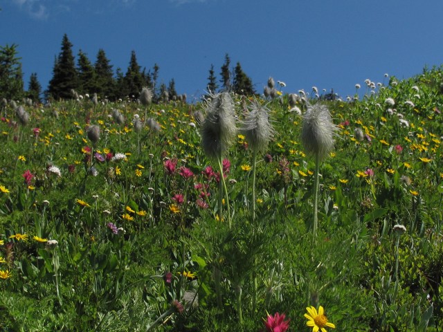 Alpine meadow on the way to the top of Mt. Dingley, BC, Canada