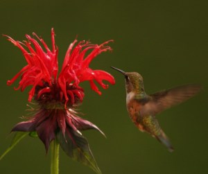 The hummingbirds loved the bee balm