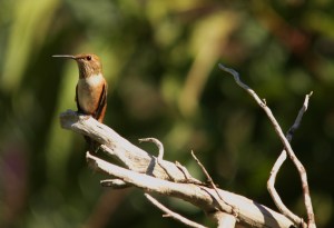 Catching his breath.