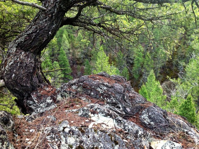 Rock or root - melded