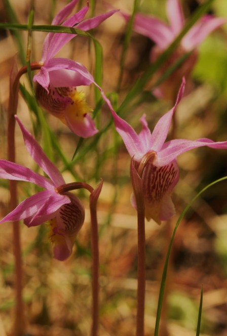 Tiny Spring beauties